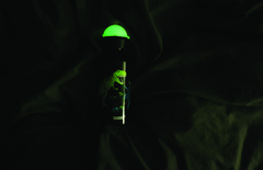 SIGG 0,4 L Glow in the Dark Dinosaurs